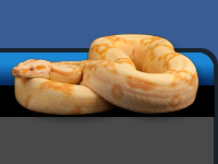 snake photo