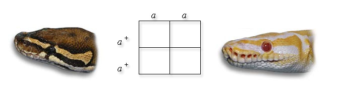 punnett square