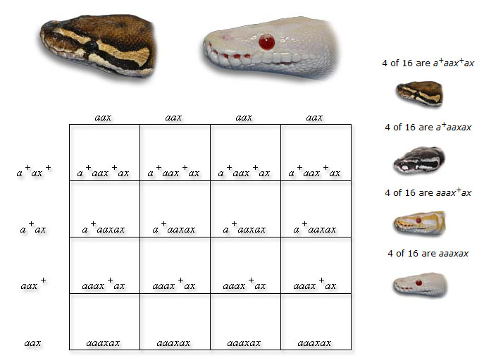 punnett square