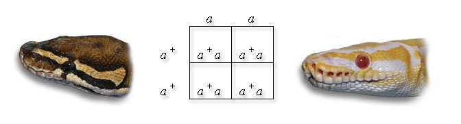 punnett square