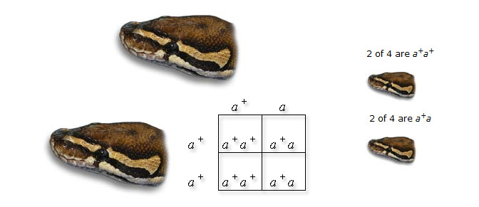 punnett square