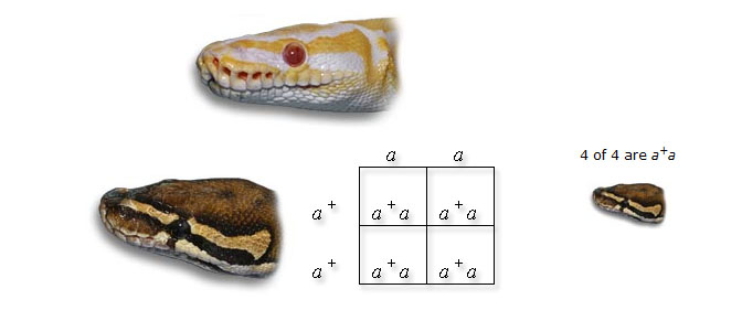 punnett square