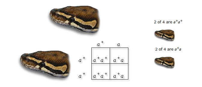 punnett square