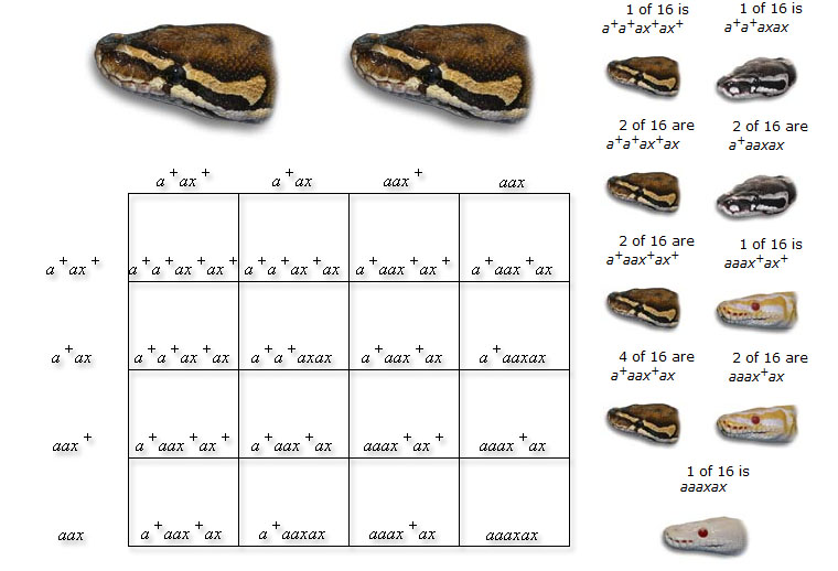 punnett square