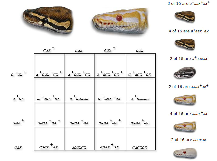 punnett square