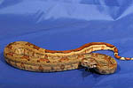 0910boa07