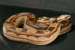 0910boa05