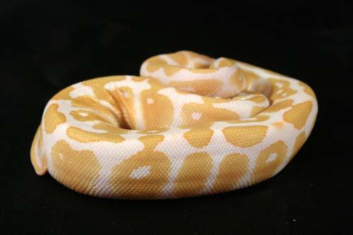 0907albino02m1-5