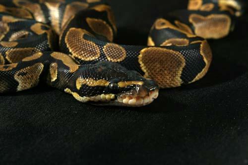 0907pdbhaxpied02f1-4