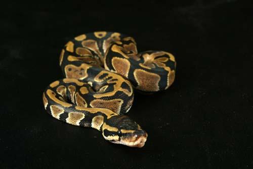 0907pdbhaxpied04f3-4