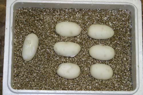 09bal080