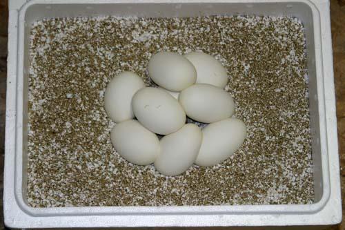 09bal088