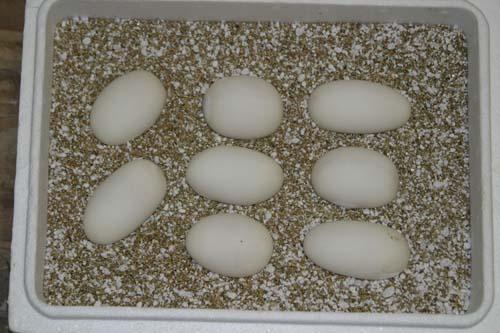 09bal101