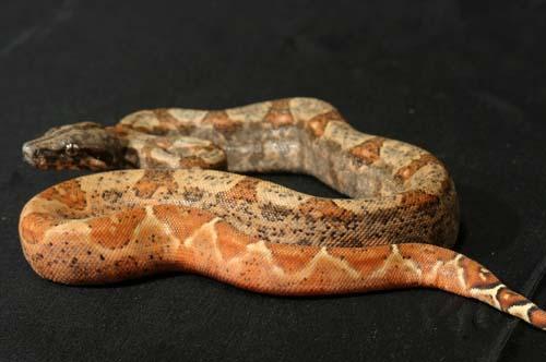 1006hypoca01f3-4