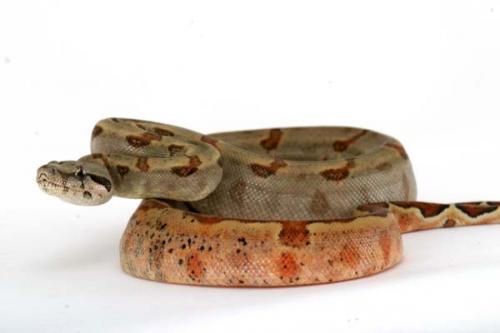 1006hypoca01m2-4