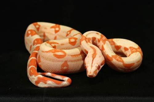 1006sunglow01f16-18