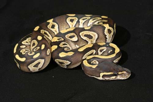 1007mojave01f5-7