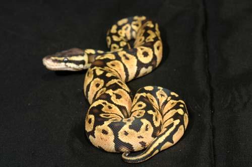 1007pastel14f3-8