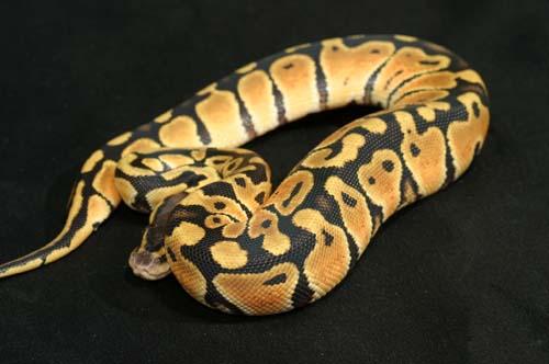 1007pastel22f2-9
