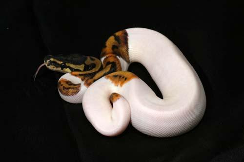 1007piebald01f6-8