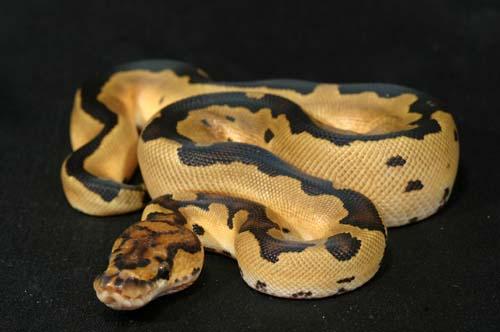 1008clown06f2-8