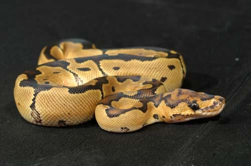 1008clown08f4-8