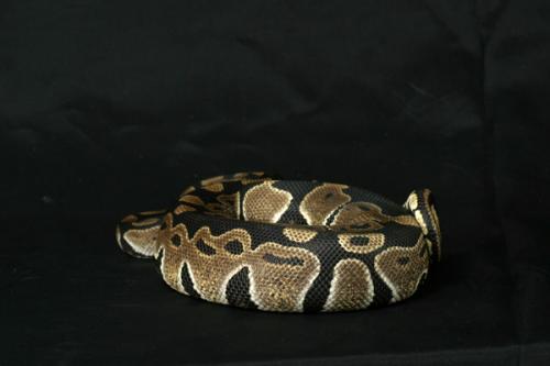 1008htristripe04f1-7