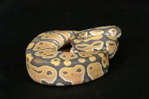 1008hypo09f3-5