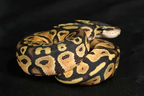 1008pastel20m1-4