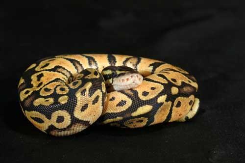 1008pastel28f3-4