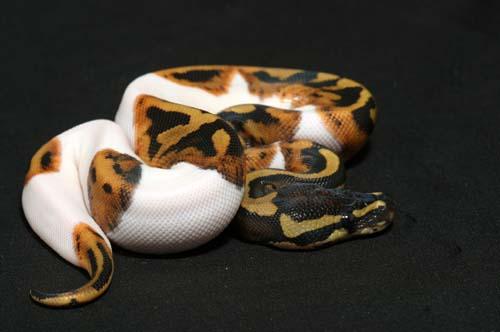 1008piebald05f5-9