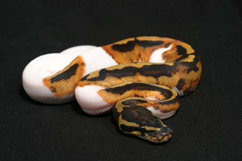 1008piebald06f6-9