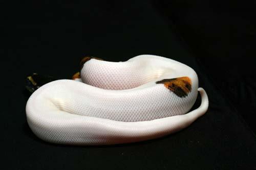 1008piebald06m1-9
