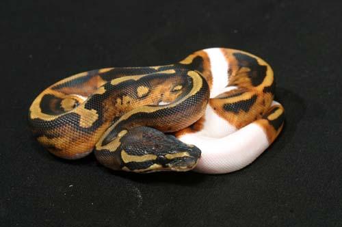 1008piebald07f7-9