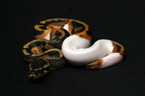 1008piebald07m2-9