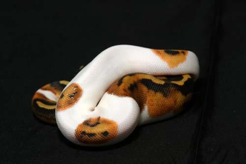 1008piebald08f8-9