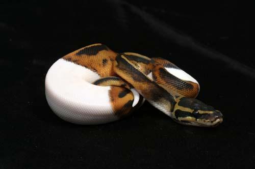 1008piebald08m3-9