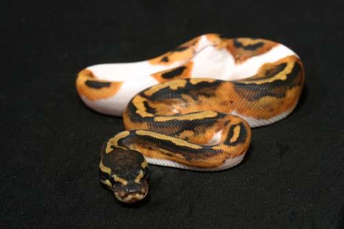 1008piebald09f9-9