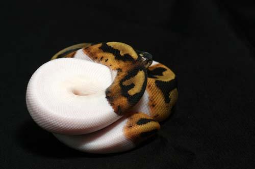 1008piebald09m4-9