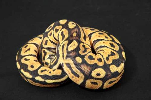 1108pastel02f2-7