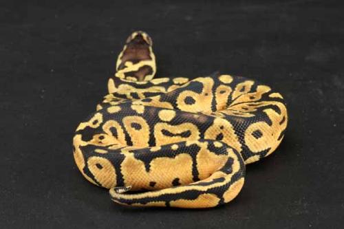 1208pastel01m1-7