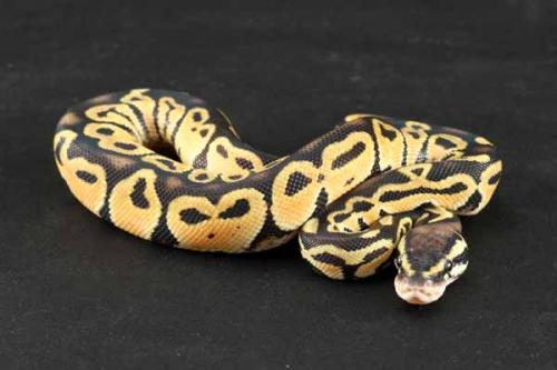1208pastel03m1-3