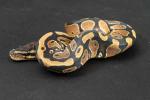 1209hpiebald04f3-8
