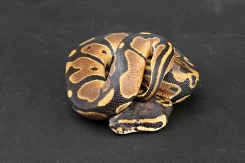 1209pdbhaxpied02m2-7