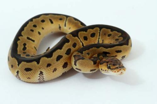 1310clown04f4-7
