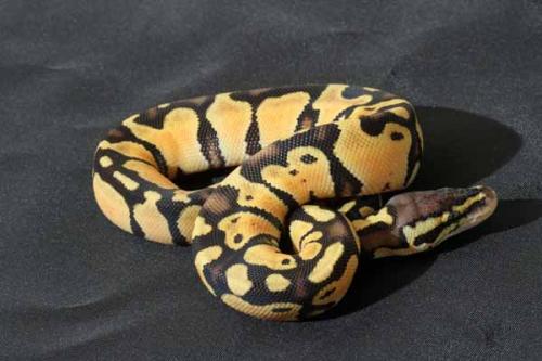 1408psthhypo02f5-7
