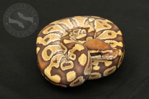 1409caramel01f6-7