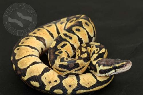 1409pastel20m1-3