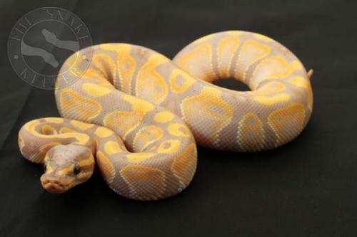 1410banhpied06f5-5