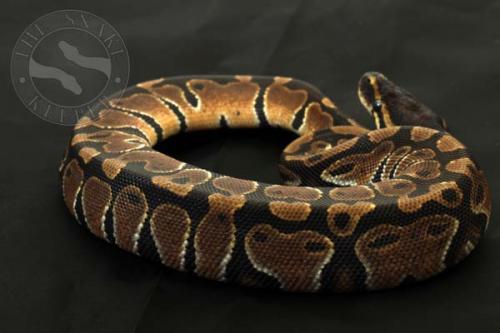 1410hpiebald02m1-5